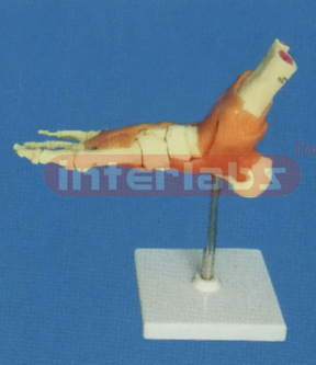 BIG LEFT FOOT JOINT - FUNCTIONAL MODEL